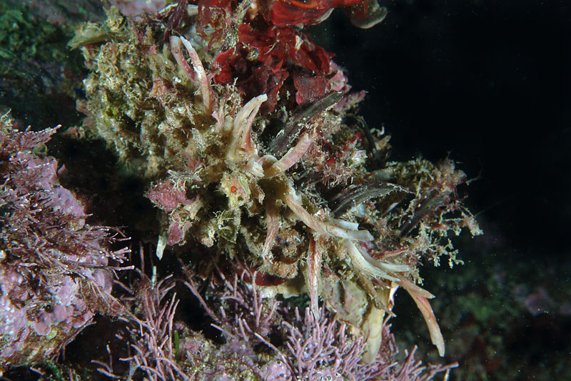 Spondylus gaederopus